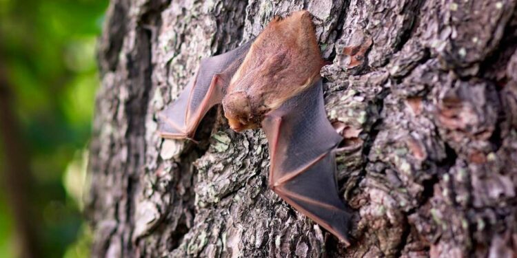 Pipistrello (Foto: Pixabay)