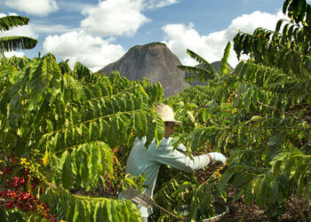 Le varietà di caffè di Nestlé