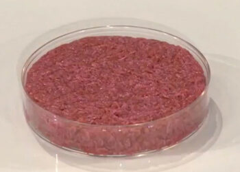 Un hamburger in vitro presentato alla stampa nel 2013 (foto: Wikipedia)