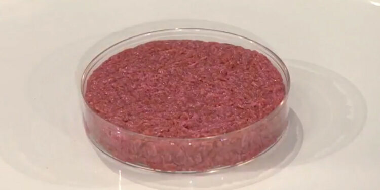 Un hamburger in vitro presentato alla stampa nel 2013 (foto: Wikipedia)