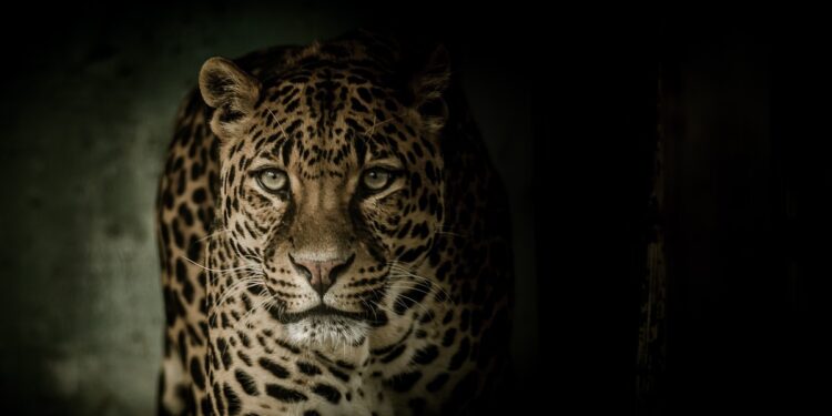 Leopardo (foto: Pixabay)