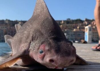 Pesce porco (foto: Isola d'Elba App, pagina Facebook)