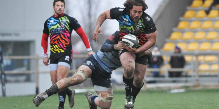 Zebre rugby