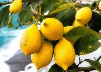 I limoni della Costiera Amalfitana