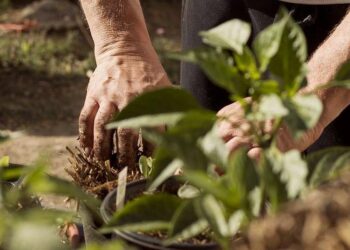 Siccità, duro impatto su colture e vegetazione