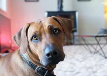 Cane di razza Rhodesian Ridgeback, screen da Youtube