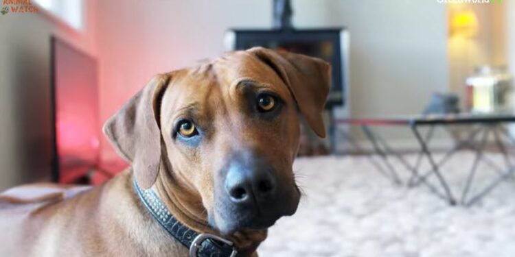 Cane di razza Rhodesian Ridgeback, screen da Youtube