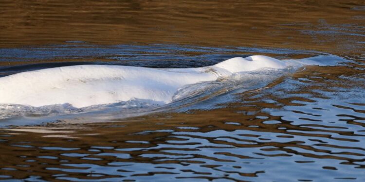 Francia, il beluga bloccato nella Senna è morto (Foto: 2022, LaPresse)