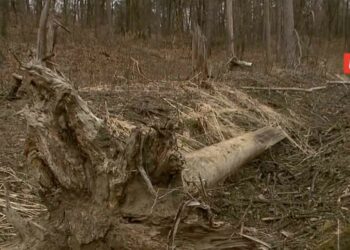 Bosco delle Bestie di Satana (Foto: Chi l'ha visto?)