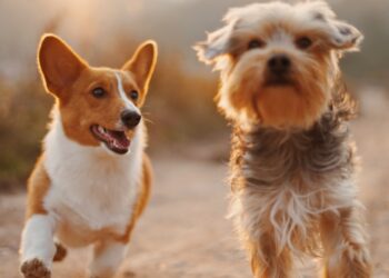 Giornata mondiale del cane 2022, i consigli degli esperti per i padroni