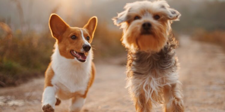 Giornata mondiale del cane 2022, i consigli degli esperti per i padroni