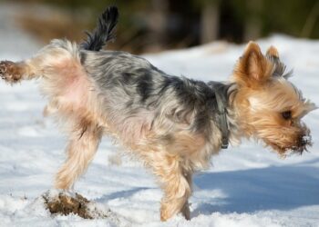 Cane fa pipì sulla neve (foto: Pixabay)