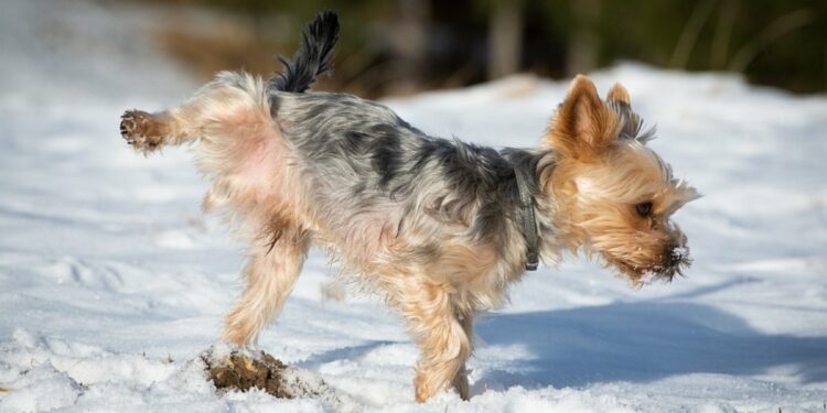 Cane fa pipì sulla neve (foto: Pixabay)