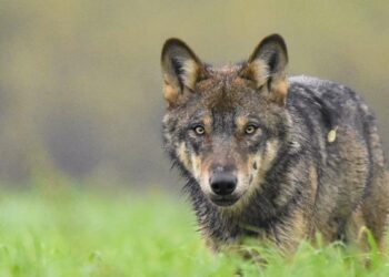 Lupo fotografato nell'Appennino parmense (foto da iononhopauradellupo.it)