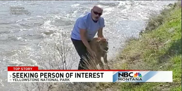 Turista ricercato per aver salvato un baby bisonte (Foto web: NBC)