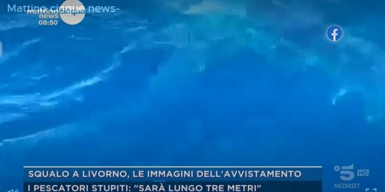 Squalo avvistato vicino alla costa di Livorno (Mattino 5 News)